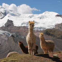 Peru eignet sich bestens für eine erste Reise in Südamerika