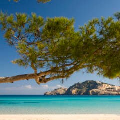 Cala Agulla, Mallorca, Spanien, Meer, Strand, Pinie