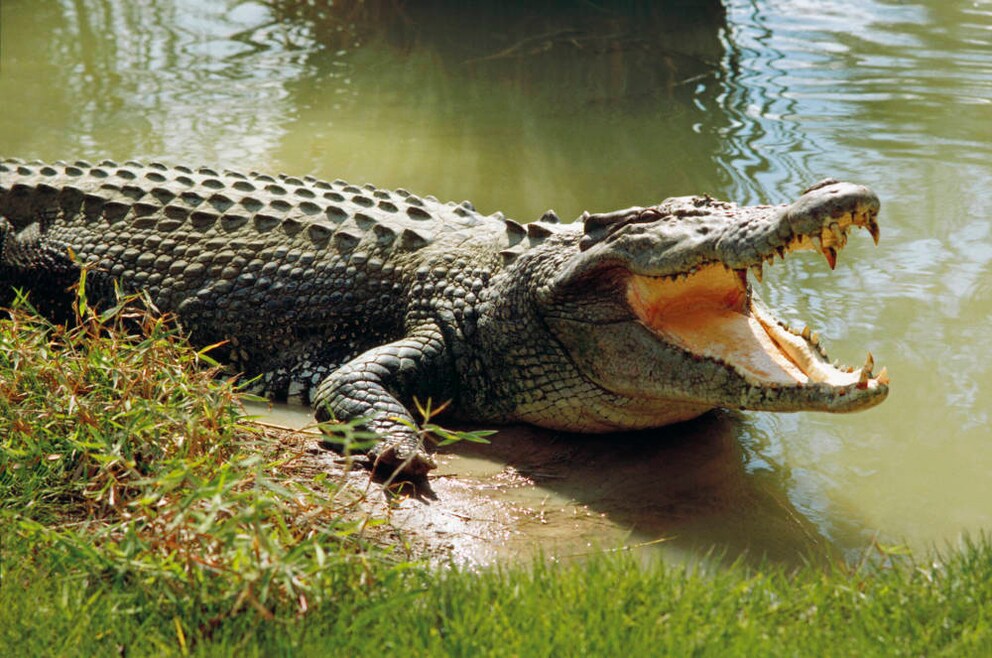 Krokodil Beißkraft
