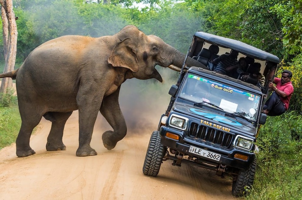 Elephant attacks jeep in Yala National Park, Sri Lanka