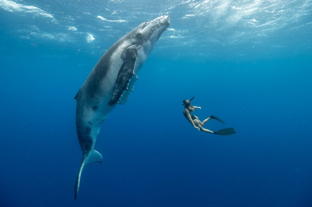 whale and diver