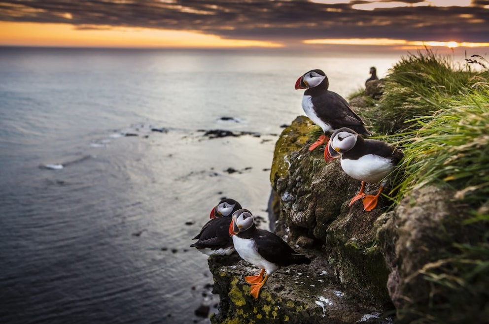 There are six million puffins in Iceland